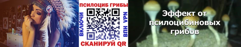 купить   Октябрьский  Псилоцибиновые грибы Psilocybine cubensis 